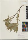 Foto von Salix lucida Muhl.